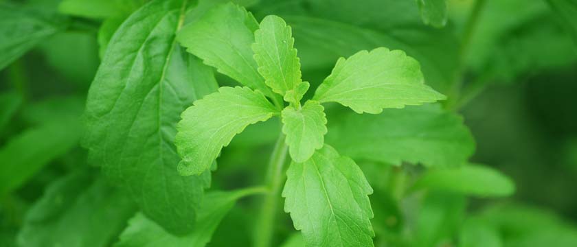 stevia