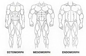 body-structure-types