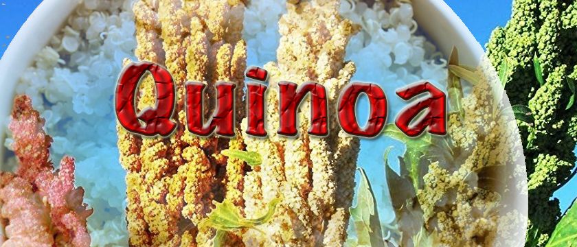 quinoa